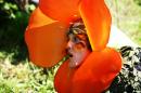 Fleurs des Rues 15 * 4368 x 2912 * (4.68MB)